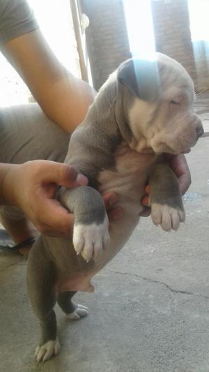 Cachorro Pitbull Bluenose