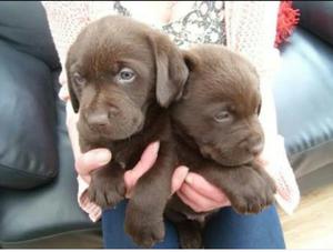 Cachorros Labrador Chocolate