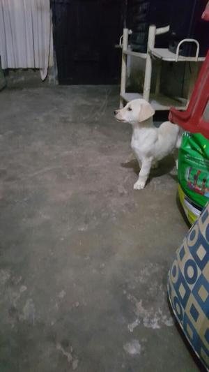 Cachorros Labradores Retriever