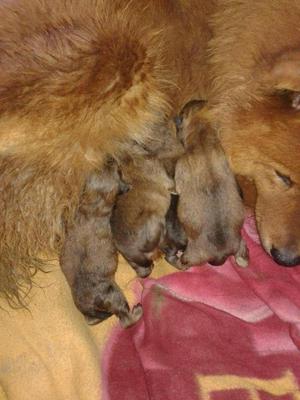 Cachorros chow chow