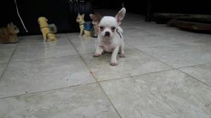Chihuahua Toy Hembra Blanca Ďe 3 Meses