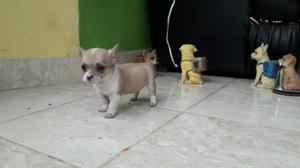 Chihuahua Toy Macho de 40 Dias