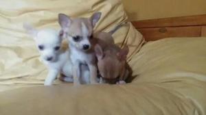 Chihuahuas Bellos Cachorritos