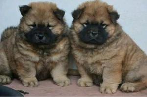 Chow Chow