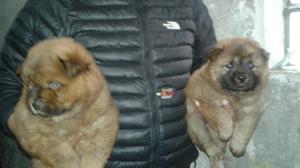 Chow Chow