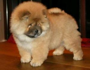 Chow Chow