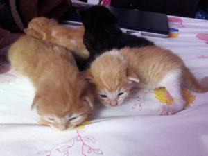 Gatitos en Adopción