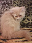 Gato persa semi extremo marron claro lindos gatos
