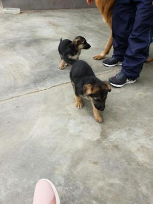 Imponentes Pastor Aleman Cachorros