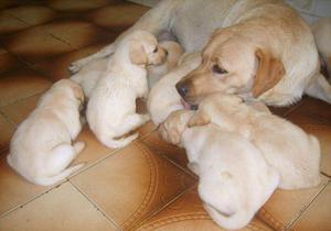 LABRADOR EN LIMA HUACHIPA DE RAZA HERMOZA