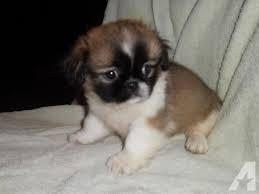 PEKINES CACHORROS