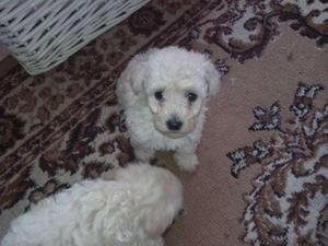 POODLE CACHORRITOS LINDOS RAZA TOY