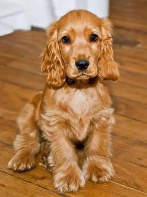 Perrito