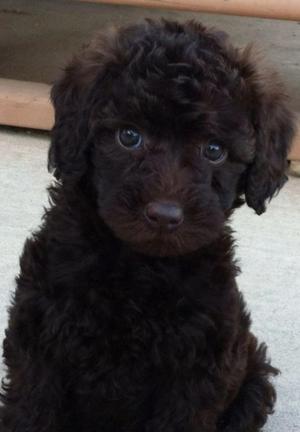 Poodle Chocolate Toy