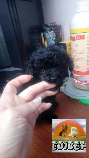 Poodle Micro Toy