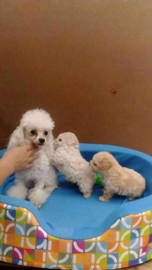 Poodle Mini