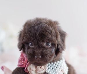 Poodle Toy Chocolate