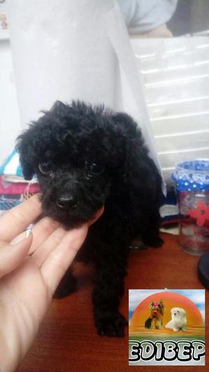 Poodle Toy Y Micro Toy