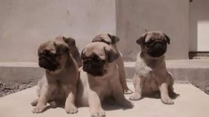 Pug Carliños con Pedigree