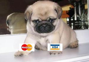 Pug Macho Visa Y Mastercard