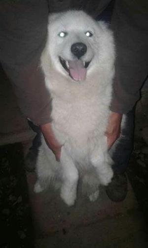 Samoyedos Hermosos