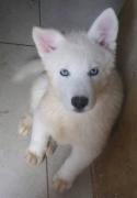 Siberian Huskys marrones claro ojos azules hembras 3 meses