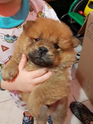 VENDO MIS CACHORRITOS CHOW CHOW