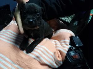 Vendo Staffordshire Bull Terrier