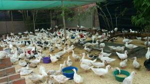 Venta de Patos Reproductores Y de Carne