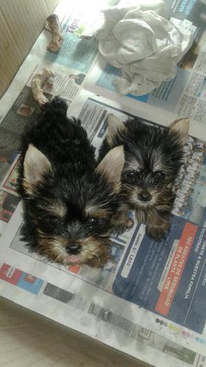 Yorkshire Terrier