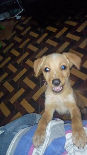 en Adopción Perrita Mansita Y Juguetona