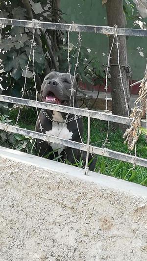 servicio de monta american bully para pitbull, fusion y