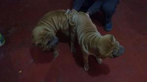 sharpei macho