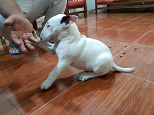 Bull Terrier