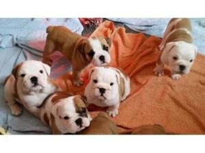 Bulldog Ingles Hermosos