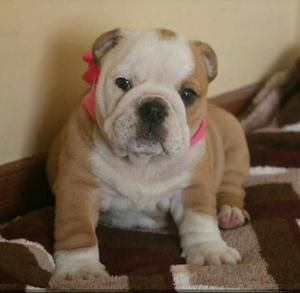 Bulldog Inglés 2 Machos Disponibles