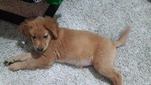 CACHORRA GOLDEN RETRIEVER