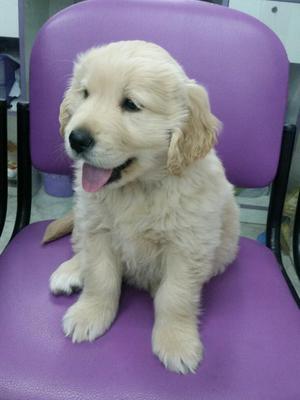 Cachorrito Golden Retrivier