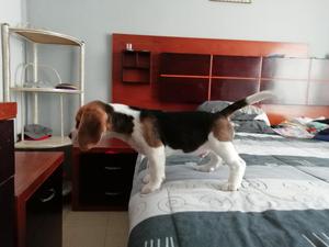 Cachorro Beagle Macho