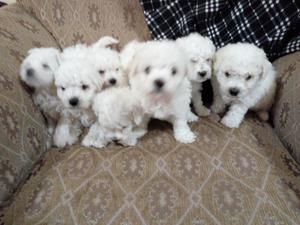 Cachorros Bichón Frise