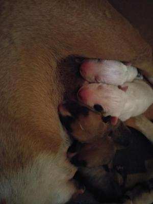 Cachorros Bull Terrier