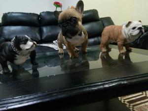 Cachorros Bulldog Frances