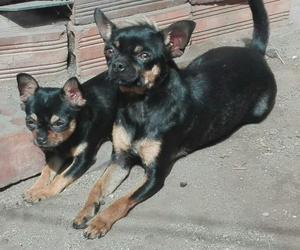 Cachorros Chihuahua