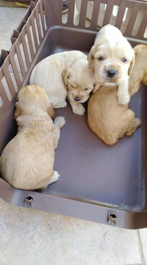 Cachorros Cocker en Venta