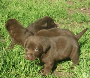 Cachorros Labrador