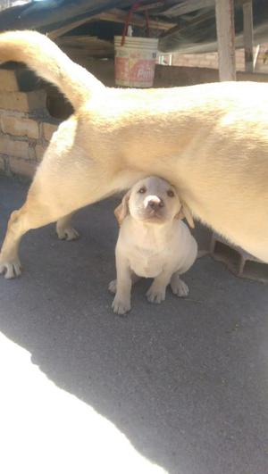 Cachorros Labrador de 2 Meses de Edad