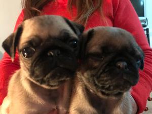 Cachorros pug carlino