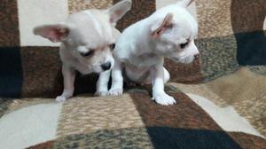 Chihuahua Hermosos Cachorritos Toy