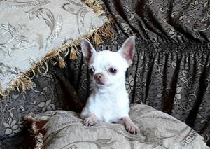 Chihuahua Miny Toy Blanco