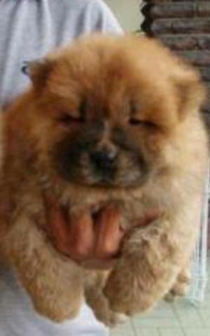 Chow Chow